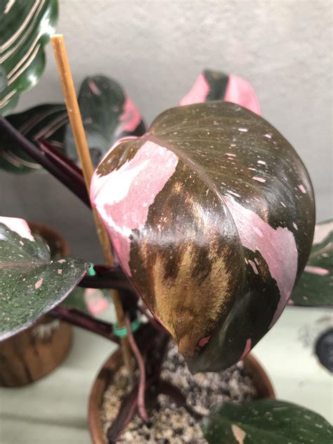 pink princess philodendron brown spots